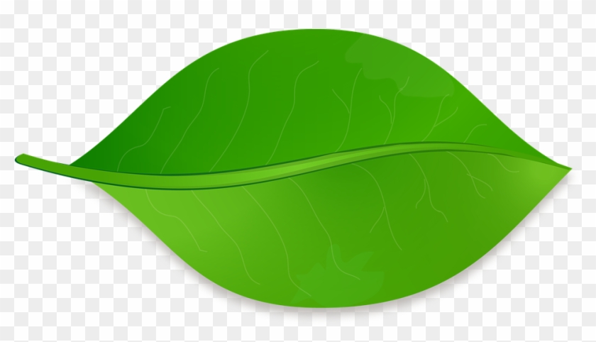 Png Folha - Illustration Clipart