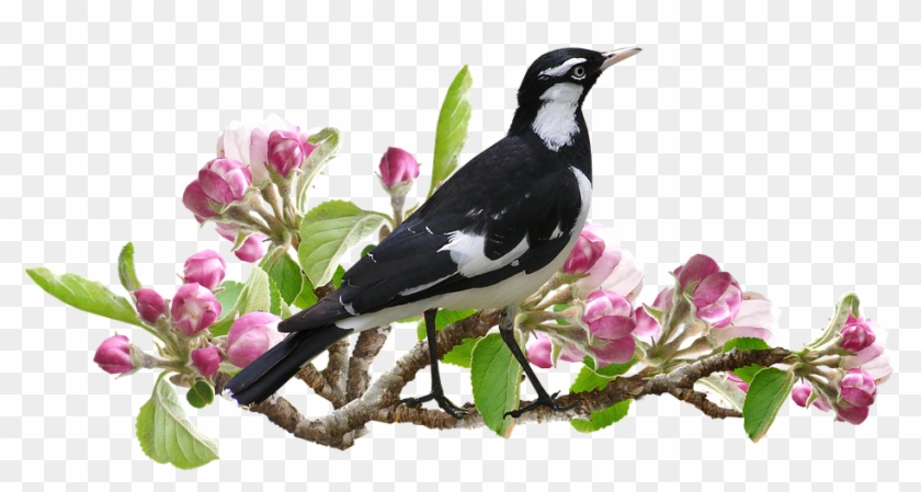 Murray Magpie Bird Apple Blossom Spring Peewee - Szarka Png Clipart