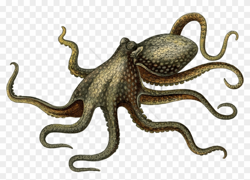 Free Png Octopus Png Png Image With Transparent Background - Ośmiornica Png Clipart #5162605