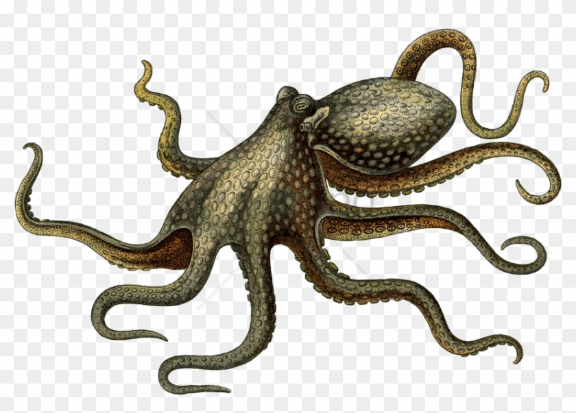 Free Png Octopus Png Png Image With Transparent Background - Ośmiornica Png Clipart