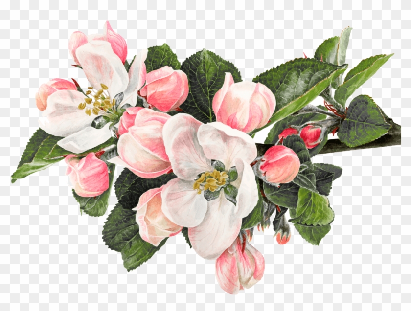 Watercolor Painting Fuchsia - Watercolour Apple Blossom Painting Clipart