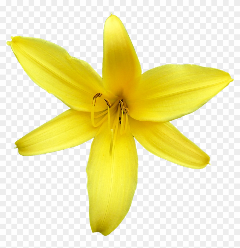 Lily Blossom Flower Yellow - Giglio Fiore Png Clipart
