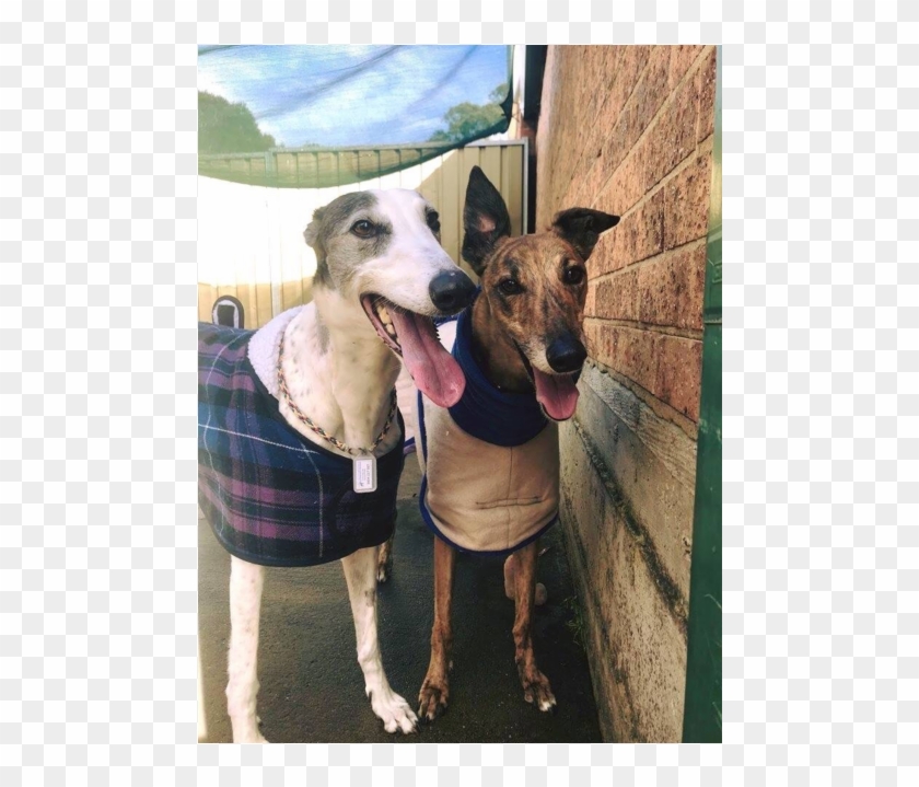 Donate To Petrescue - Whippet Clipart #5163360