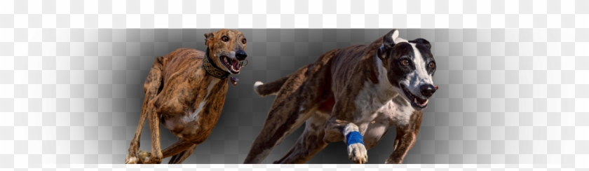 Greyhound Clipart #5163512