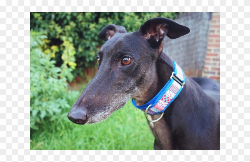 Donate To Petrescue - Magyar Agár Clipart #5163588