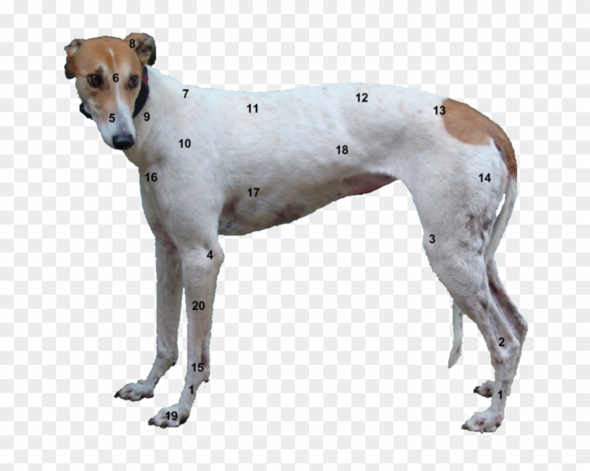 Greyhound Leg Anatomy , Png Download - Greyhound Anatomy Clipart #5163769