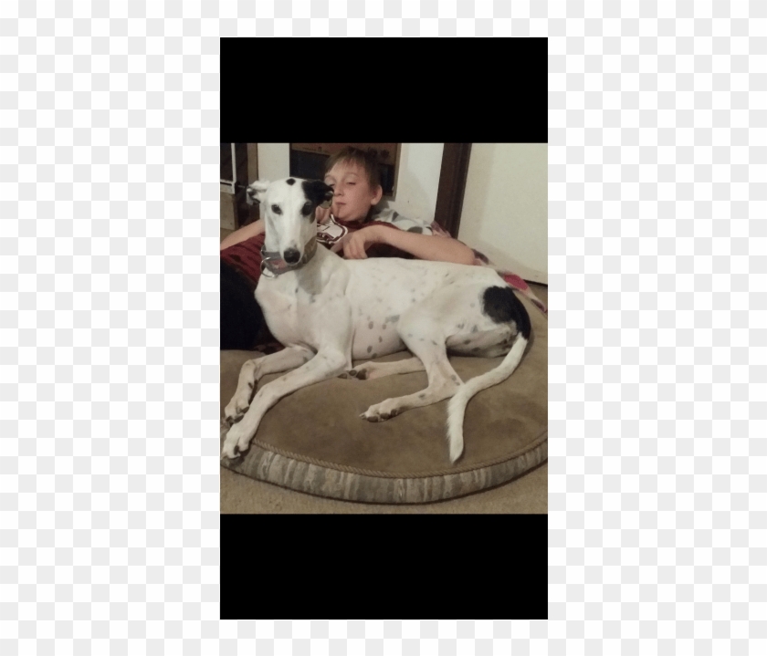 Donate To Petrescue - Whippet Clipart