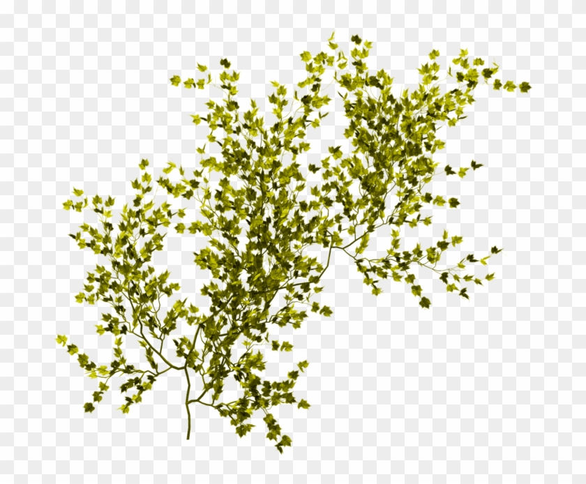 Photo Placa Folha 13 Corsinynk Zpsrkftuphl - Portable Network Graphics Clipart