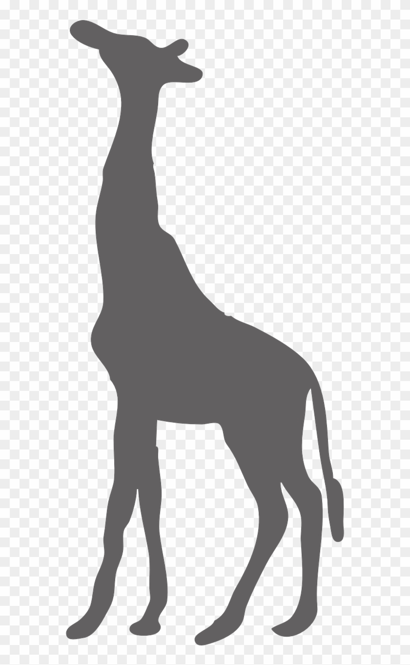 Giraffe Wild Animal Safari Png Image Clipart , Png - Giraffe Black Transparent Png #5164015
