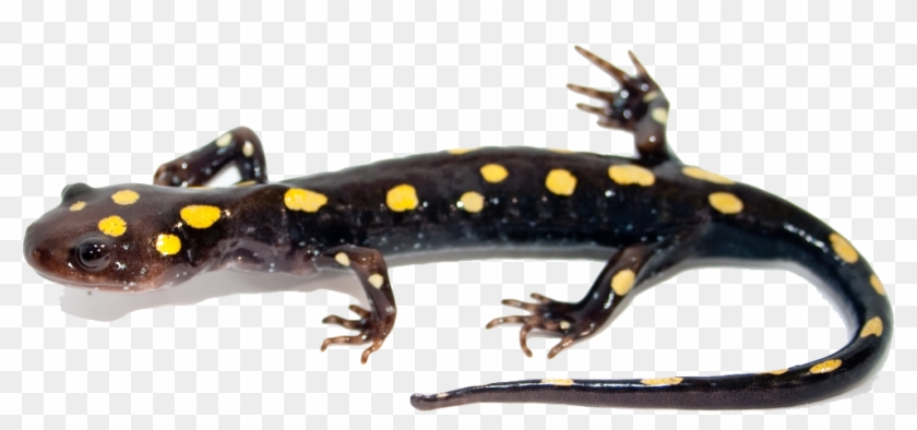 Salamander Png Image - Spotted Salamander Clipart #5164591