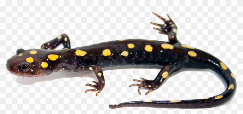 Salamander Png Image - Spotted Salamander Clipart