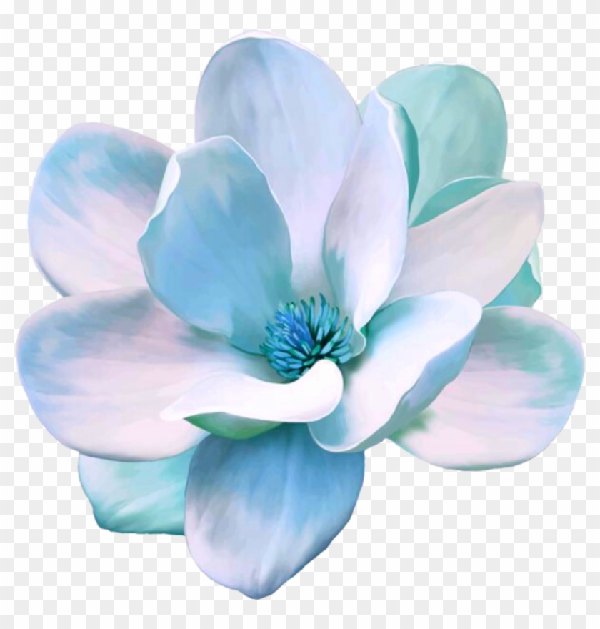 #flower #freetoedit #blue #magnolia - Magnolia Clip Art Free - Png Download