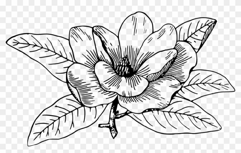Floral Flower Magnolia Plant - Magnolia Flower Clip Art Black And White - Png Download #5165115