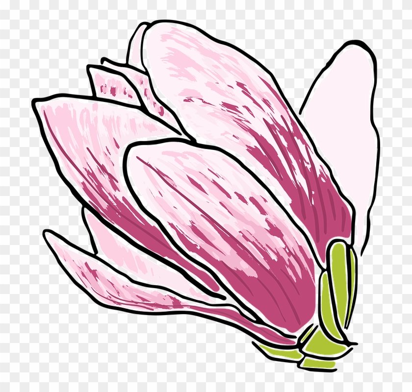 Magnolia Flower Trees Spring Flowering Nature - Tulip Clipart #5165257