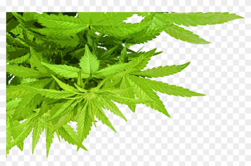 Free State Oils Cbd Products - Maść Z Konopi Indyjskiej Clipart