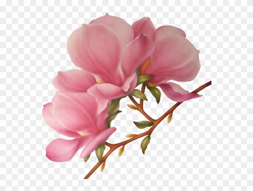 Branches Drawing Magnolia Flower - Drawing Magnolia Flower Clipart