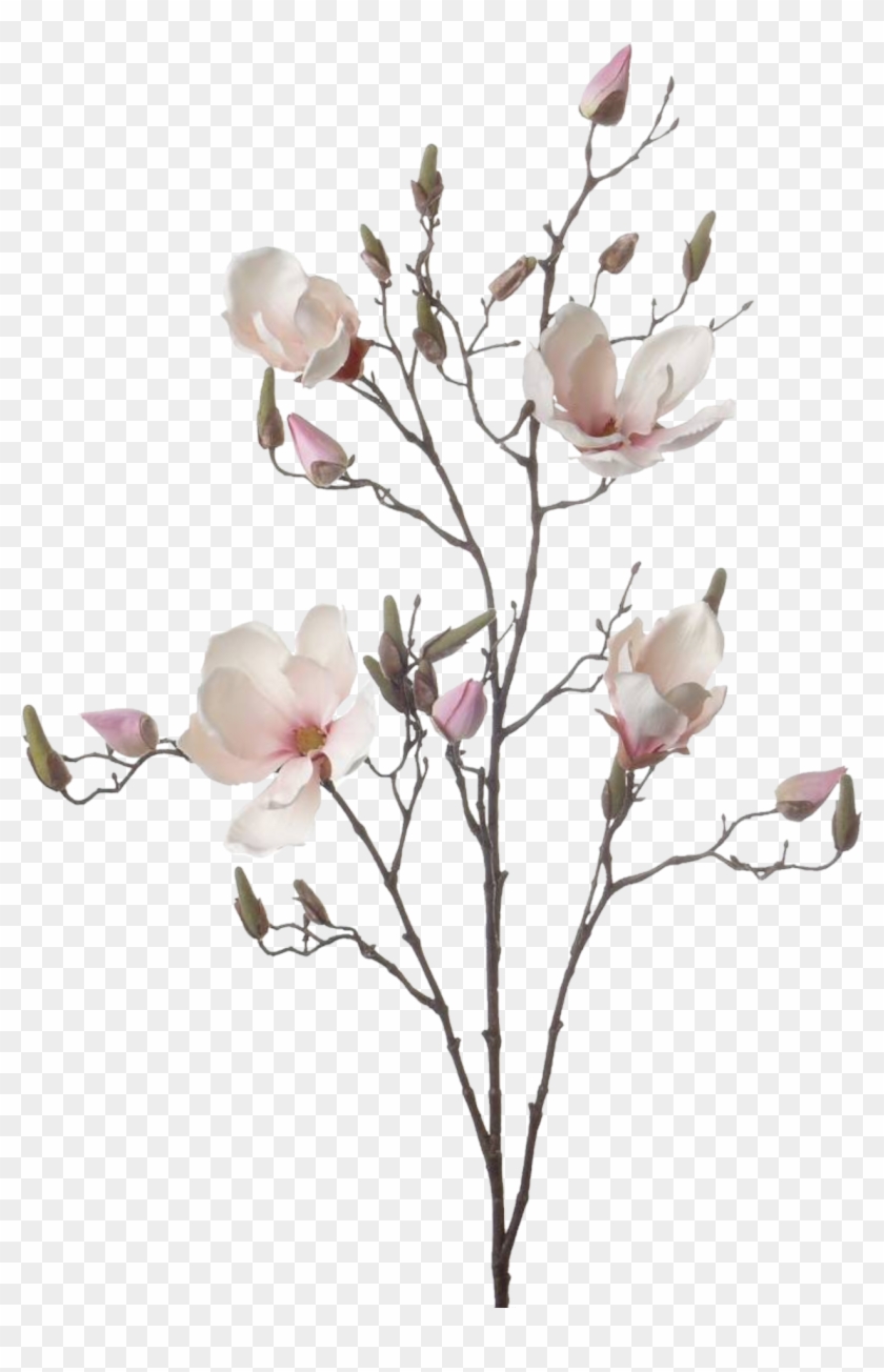 Branch Drawing Magnolia Flower - Artificial Flower Clipart #5165713