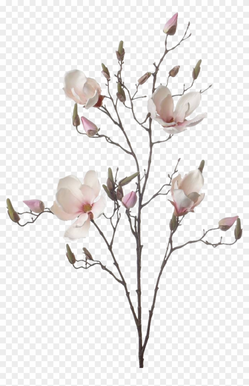 Branch Drawing Magnolia Flower - Artificial Flower Clipart