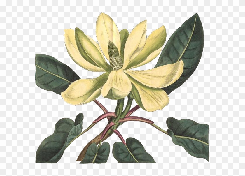 Magnolia Fraseri - Flora Illustrata Great Works From The Luesther T Mertz Clipart