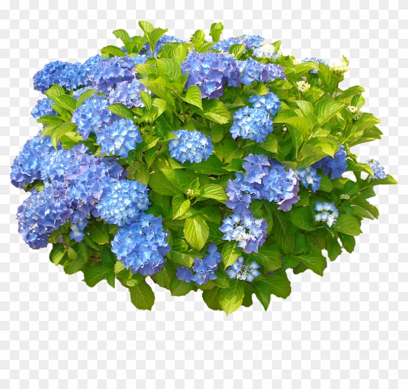 Blue Hydrangea Transparent Background Clipart