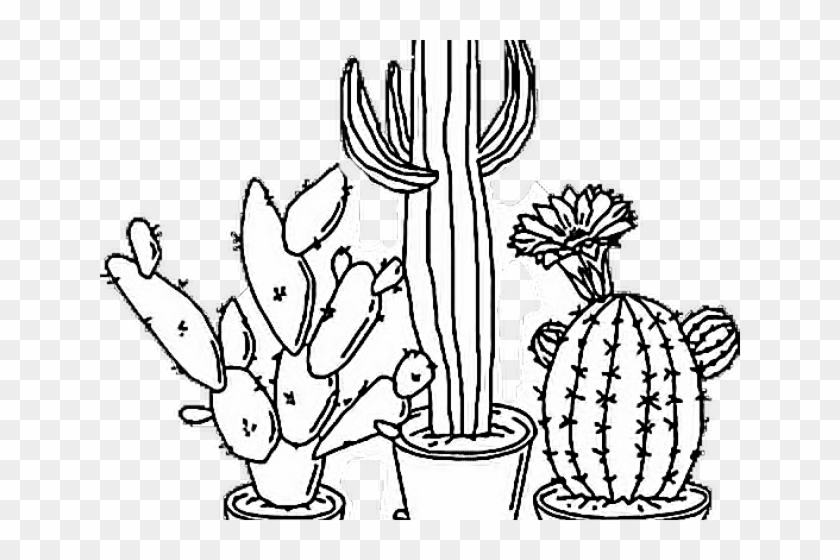 Aesthetic Clipart Plant - Cactus Drawing Transparent - Png Download #5167496
