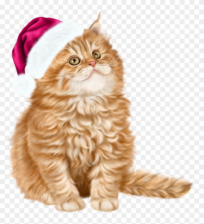 Kitty Transparent Bg - British Longhair Clipart