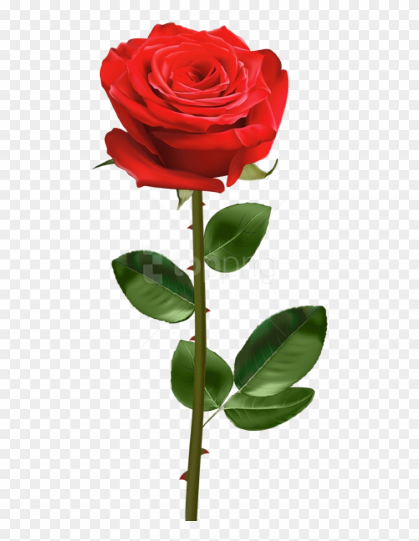 Download Red Rose With Stem Png Images Background - Red Rose With Stem Clipart #5170099