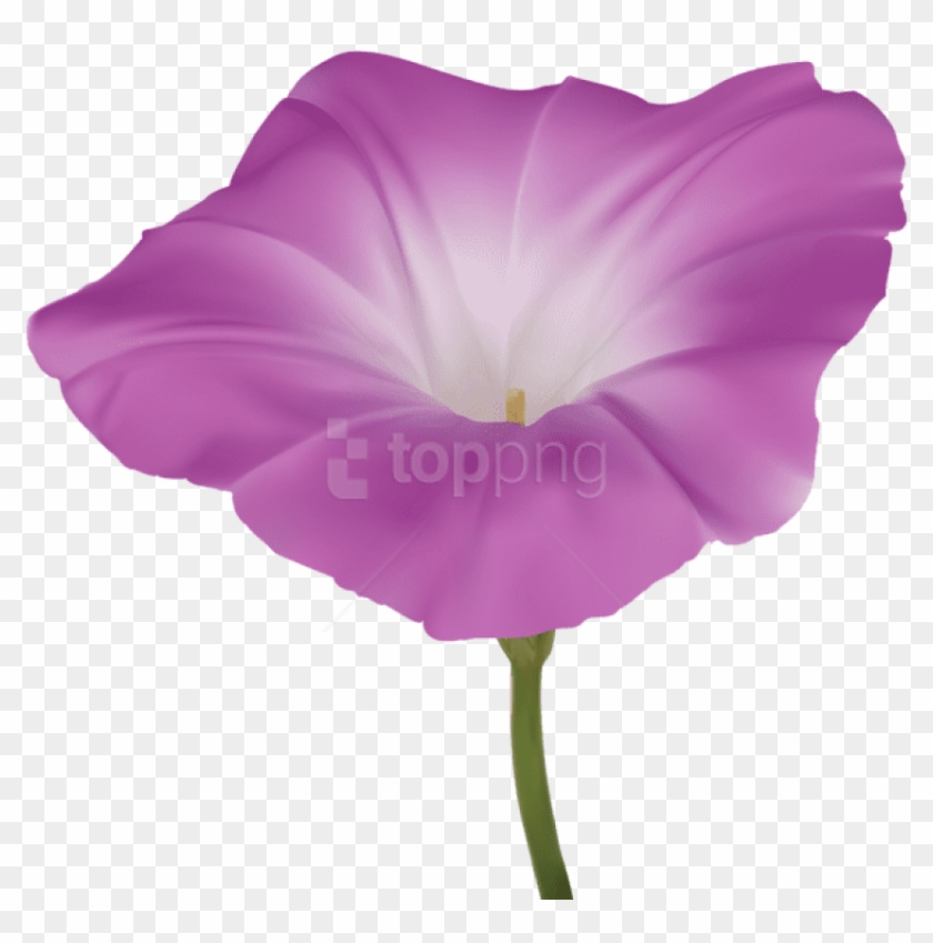Download Pink Morning Glory Flower Png Images Background - 牵 牛 花 Clipart