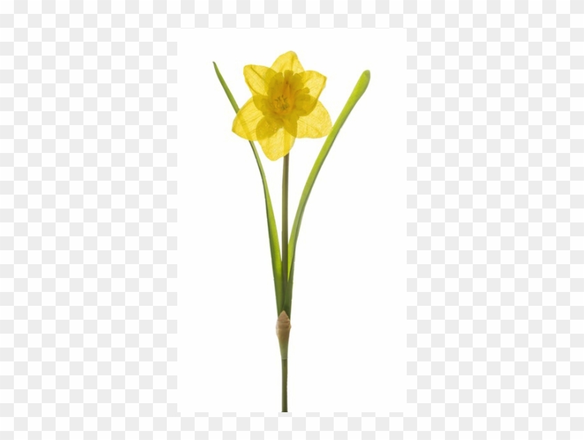 Narcissus Clipart
