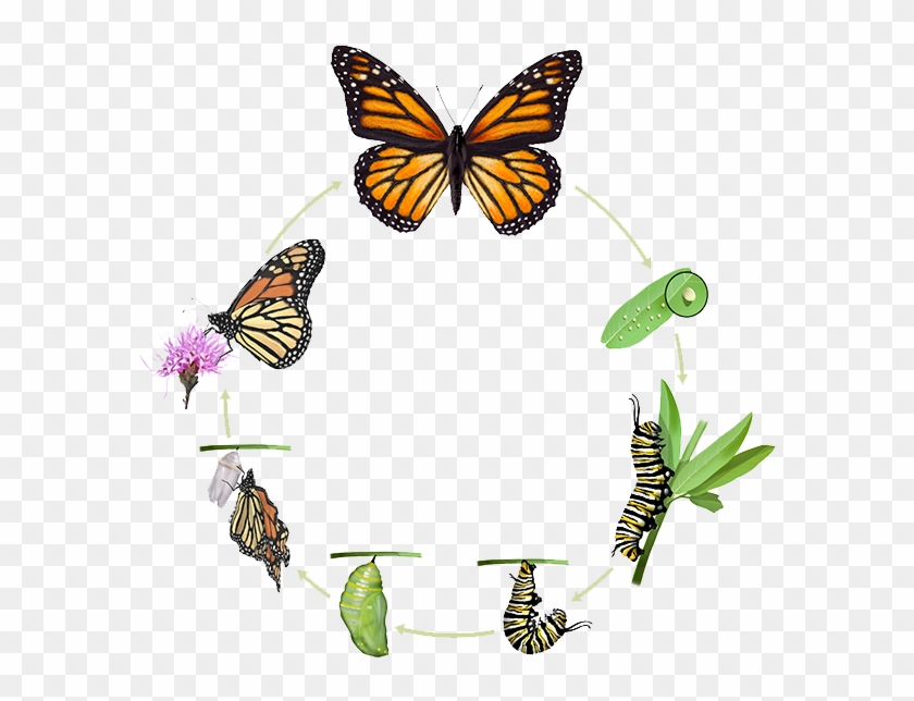 Ciclo De Vida De Una Mariposa Monarca - Butterfly Cycle Clipart