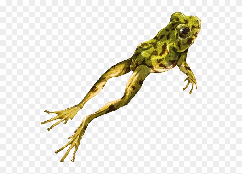 Rana Real Png - Ranas Png Clipart #5172402