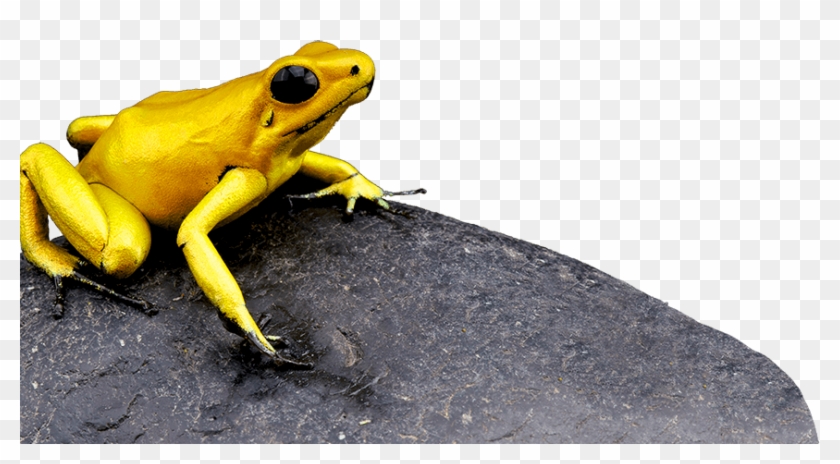Rana Terribilis - Gold Poison Dart Frog Clipart
