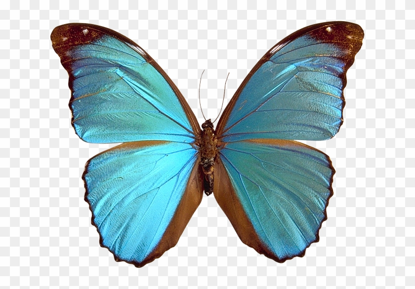 Mariposas Para Decoupage - Blue Morpho Butterfly Clipart - Png Download