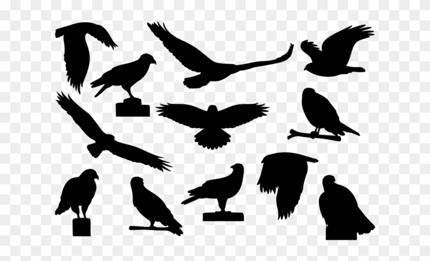 Buzzard Silhouettes Vector - Buzzard Silhouette Clipart #5173403