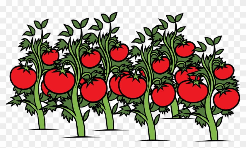 Thumb Image - Tomatoes Plant Clipart - Png Download #5175733