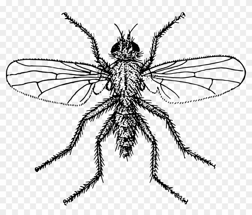 This Free Icons Png Design Of Fly 4 - Net-winged Insects Clipart #5175917