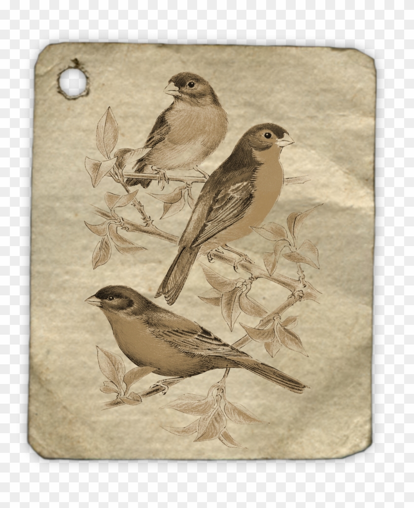 Birds Animal Fly Tag Label 1485642 - Drawing Clipart #5176092
