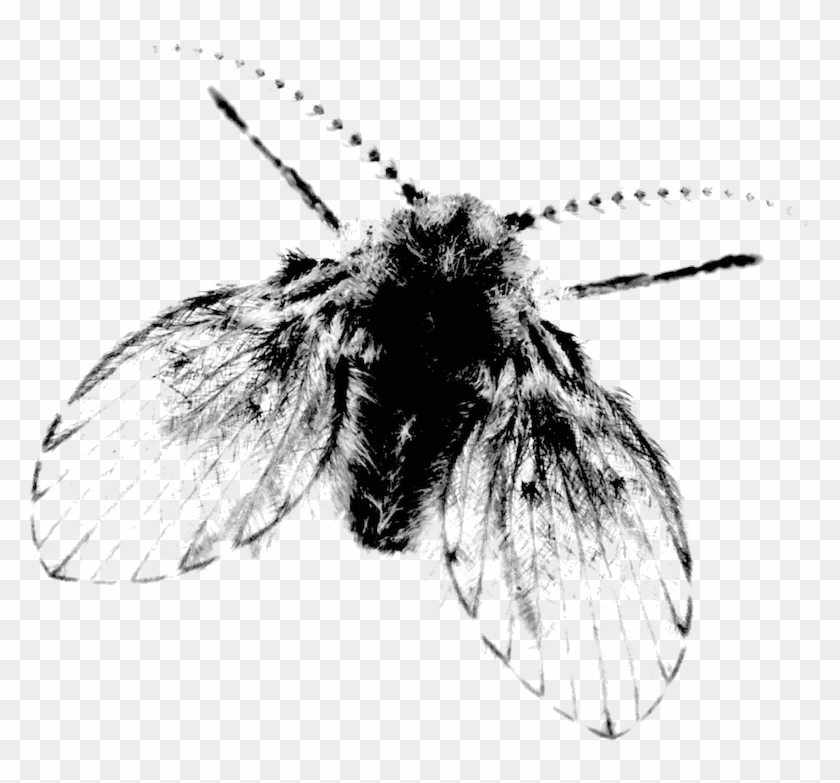 Created With Raphaël - Net-winged Insects Clipart #5176241
