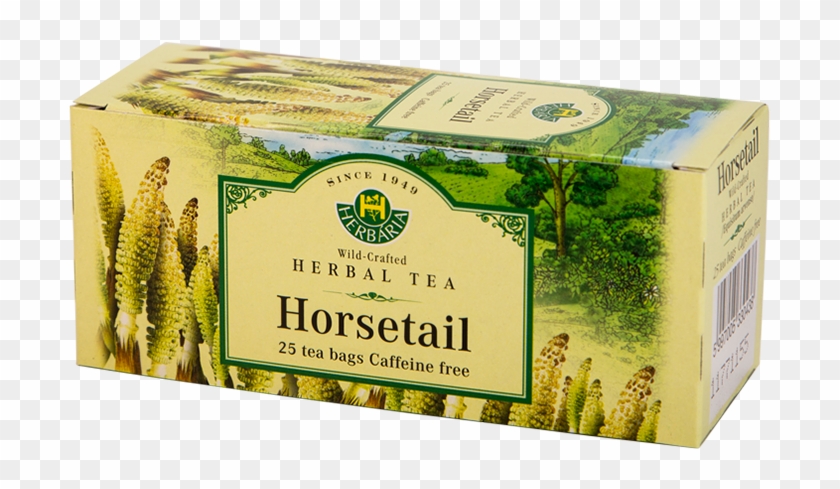 Herbaria Horsetail H - Hypericum Perforatum Tea Clipart #5178234
