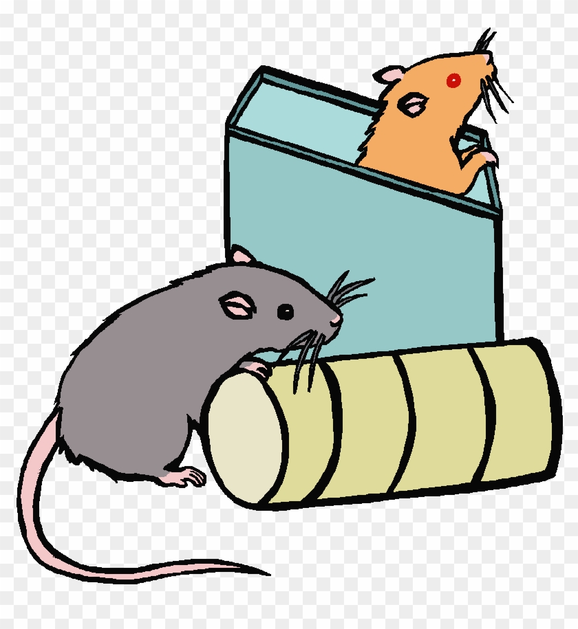Cartoon Picture Of A Rat Free Download Clip Art - Rat Is In The Box Cartoon - Png Download #5179052