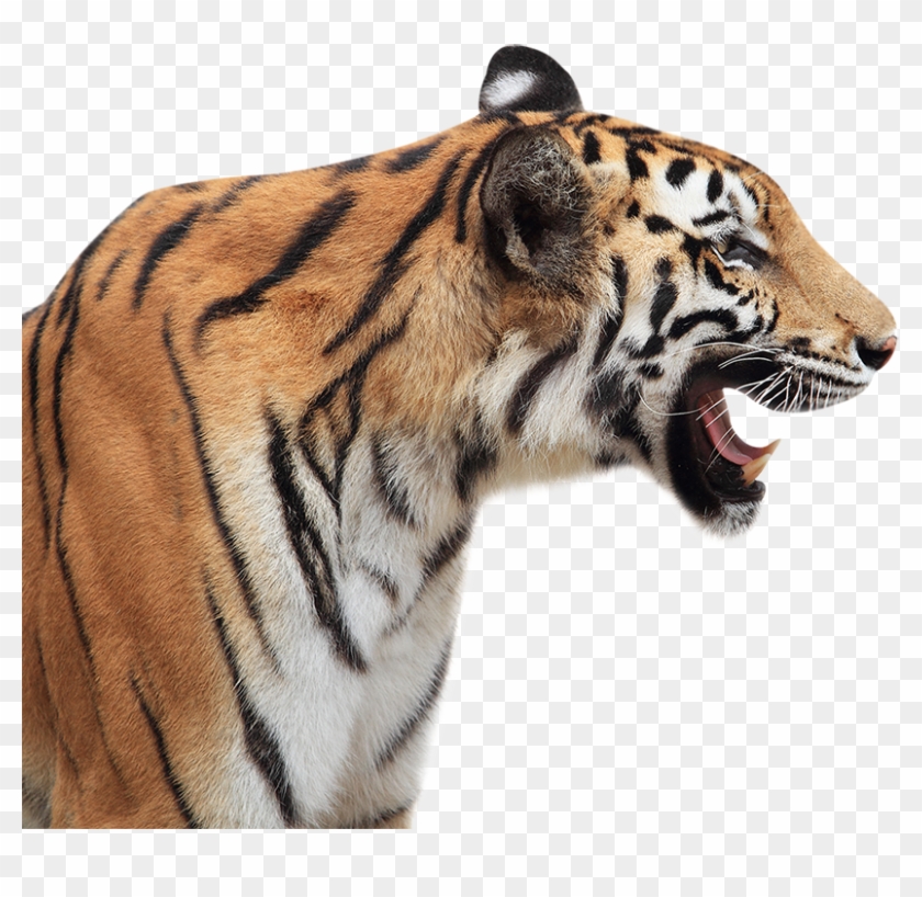 Siberian Tiger Clipart #5180319