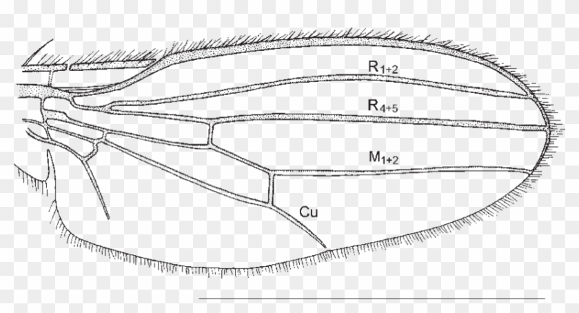 Gymnochiromyia Maculiventris Sp - Drawing Clipart #5180344