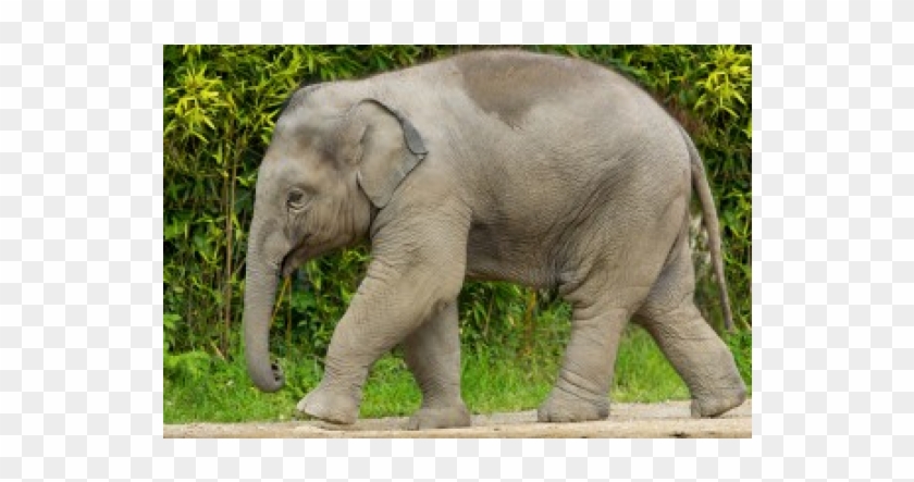 Azijski Slon Clipart