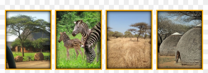 Swaziland Bush Lodge - Zebra Clipart