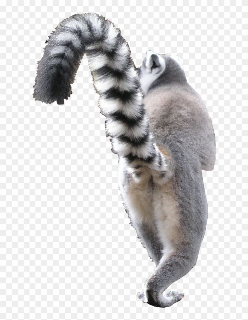 Animal Png - Madagascar Cat - Madagascar Cat Clipart #5180936
