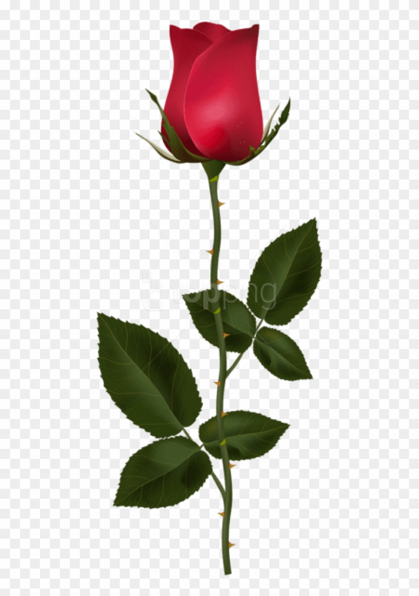 Download Red Rose With Stem Png Images Background - Rose With Stem Clipart #5182082