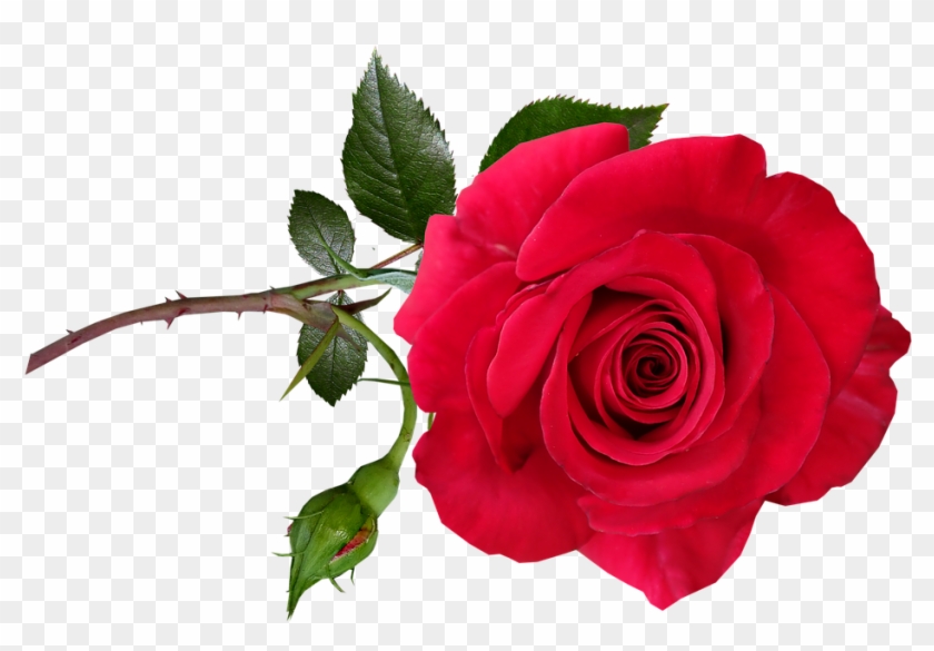 Rose, Red, Flower, Stem, Perfume, Garden, Nature - Garden Roses Clipart #5182180