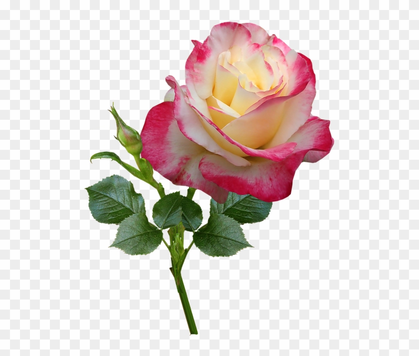 Rosas Sticker Clipart