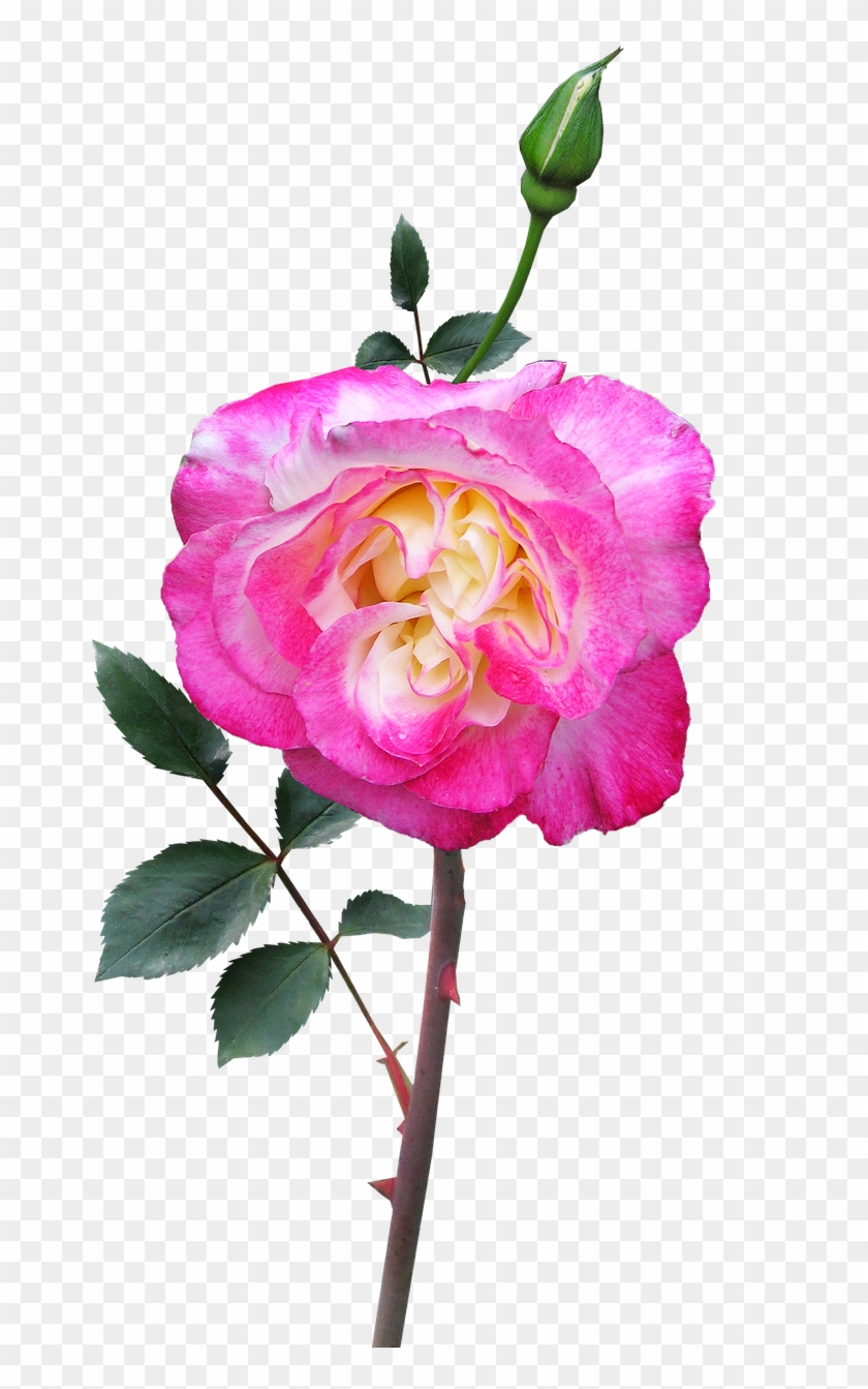 Rose Stem Flower - Garden Roses Clipart #5182284