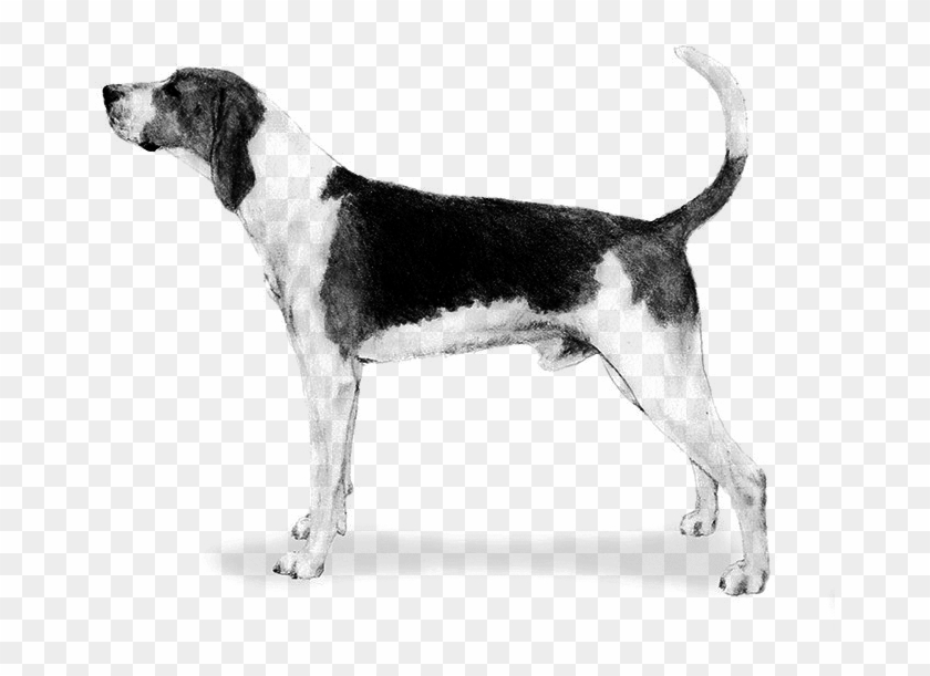 Foxhound Png - Mixed Breed - Harrier - Serbian Tricolour Hound Clipart